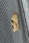 Clepsis spectrana