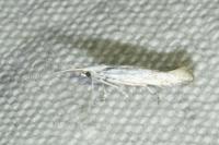 Coleophora