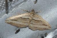 Costaconvexa polygrammata