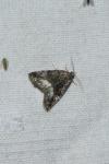 Deltote pygarga