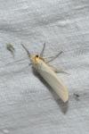 Eilema caniola