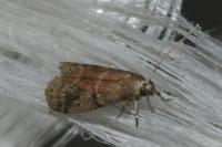 Ephestia elutella/woodiella