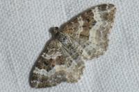 Epirrhoe alternata