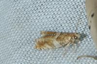 Epinotia abbreviana