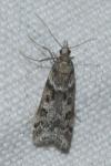 Eudonia angustea