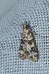 Eudonia delunella