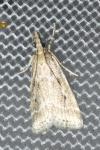 Eudonia pallida