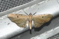 Eupithecia absinthiata/assimilata/goossensiata