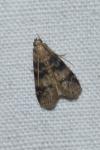 Euzophera pinguis