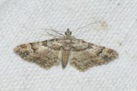 Gymnoscelis rufifasciata