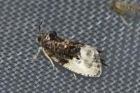 Hedya nubiferana