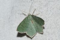 Hemithea aestivaria