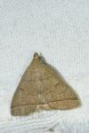 Herminia tarsipennalis