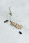 Homoeosoma sinuella