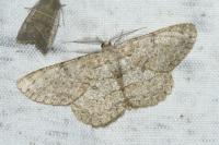 Hypomecis punctinalis