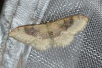 Idaea degeneraria