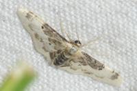 Idaea filicata
