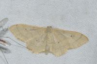 Idaea straminata