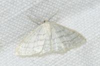 Idaea subsericeata
