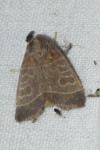 Ipimorpha subtusa