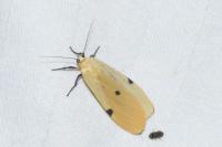 Lithosia quadra