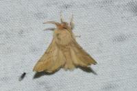 Malacosoma neustria