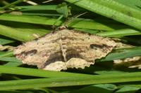 Menophra abruptaria