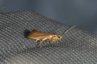 Crassa unitella
