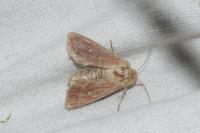 Mythimna albipuncta