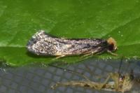 Monopis laevigella