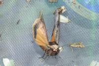 Noctua pronuba