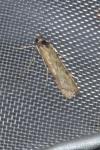 Nomophila noctuella