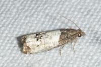 Notocelia roborana