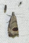 Notocelia uddmanniana