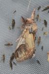 Notodonta ziczac