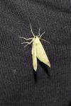 Opisthograptis luteolata