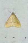 Ostrinia nubilalis/scapulalis