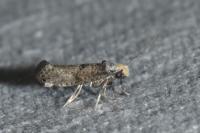 Paraswammerdamia nebulella