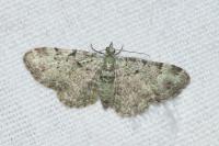 Pasiphila rectangulata