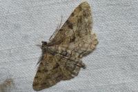 Peribatodes rhomboidaria