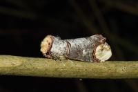 Phalera bucephala