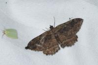 Philereme transversata