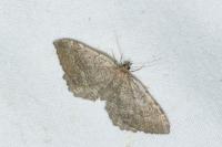 Philereme vetulata