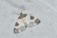 Plemyria rubiginata