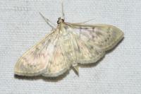 Patania ruralis