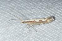 Plutella xylostella