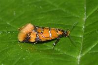 Promalactis procerella