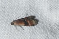 Rhodophaea formosa