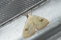Rivula sericealis
