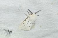 Spilosoma lubricipeda